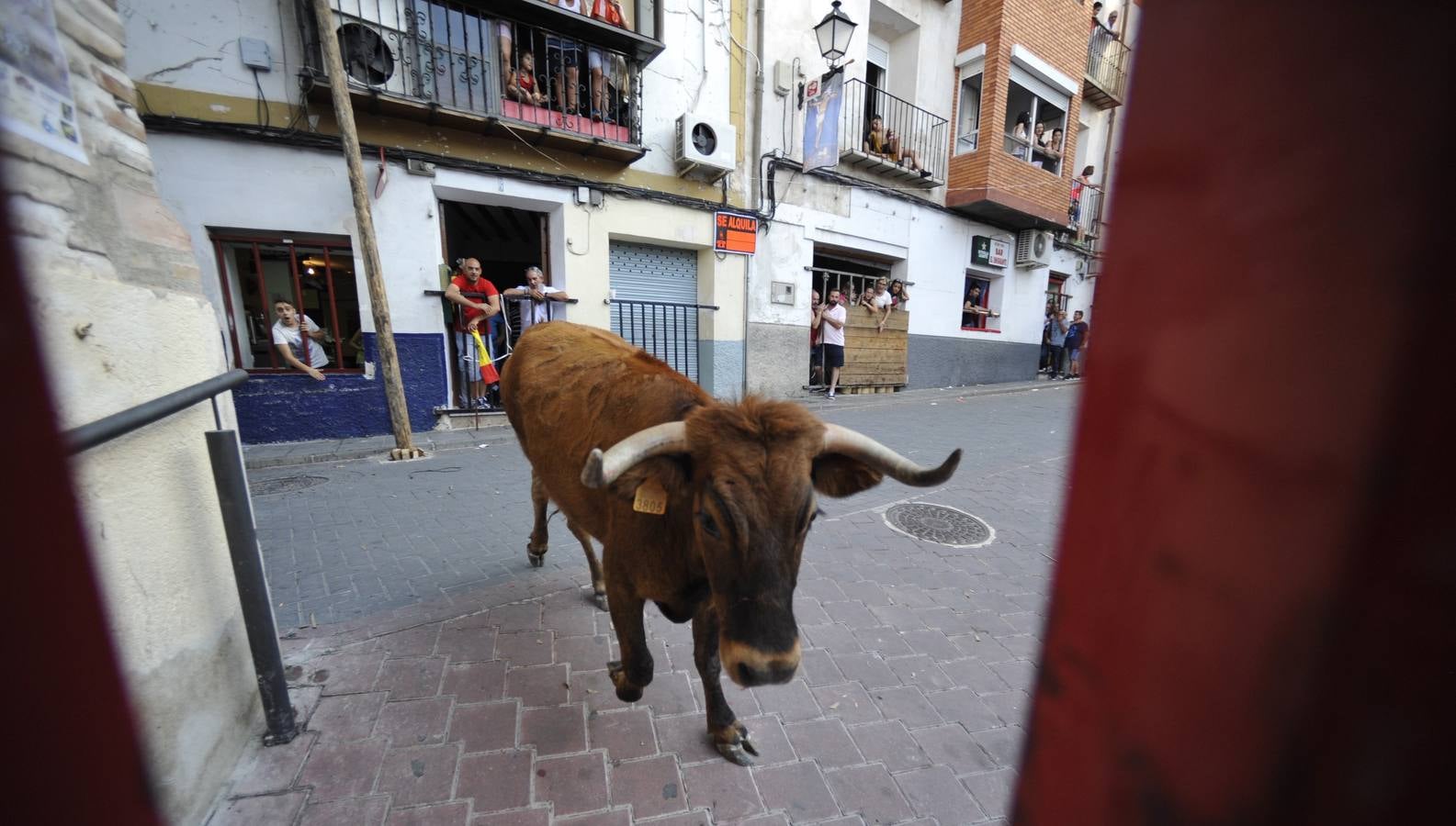 Segundo encierro de las fiestas de Moratalla