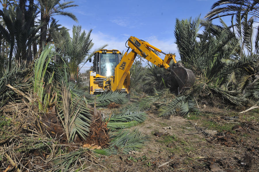 Elche detecta 414 nuevas palmeras afectadas por picudo rojo