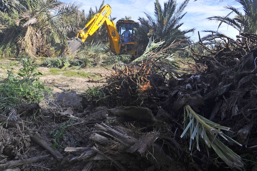 Elche detecta 414 nuevas palmeras afectadas por picudo rojo