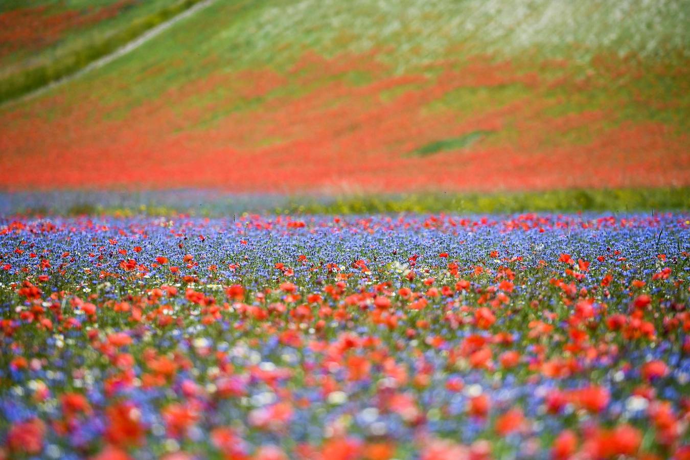 Un mar de color