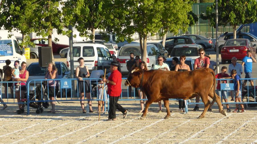 Una caca de vaca que vale 2.000 euros en Dolores