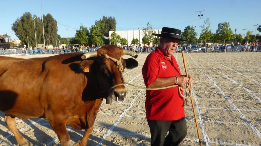 Una caca de vaca que vale 2.000 euros en Dolores