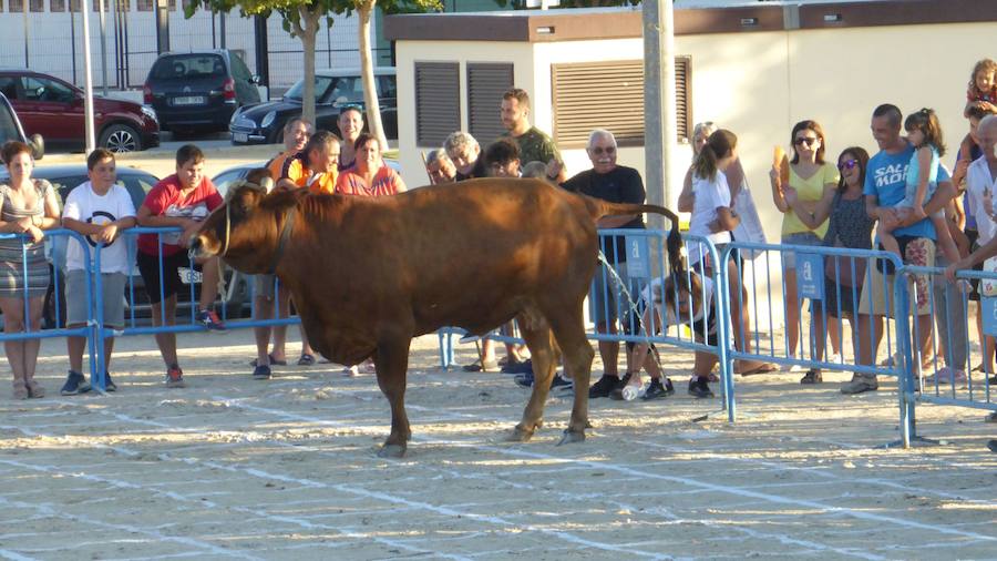 Una caca de vaca que vale 2.000 euros en Dolores