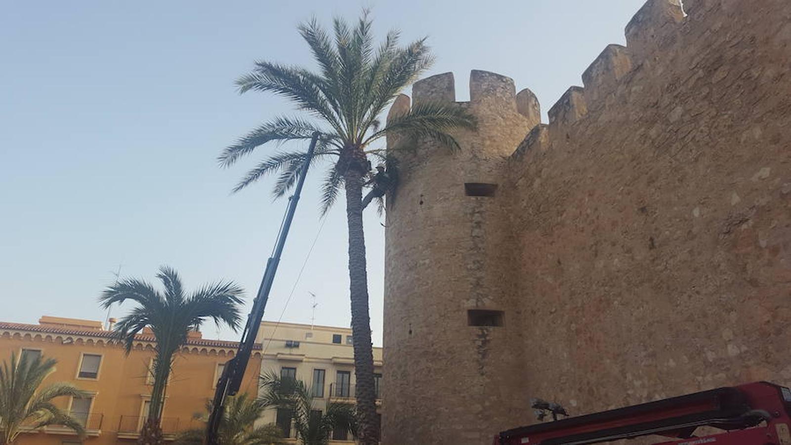 El certamen de trepa de palmera repite ganadores en Elche