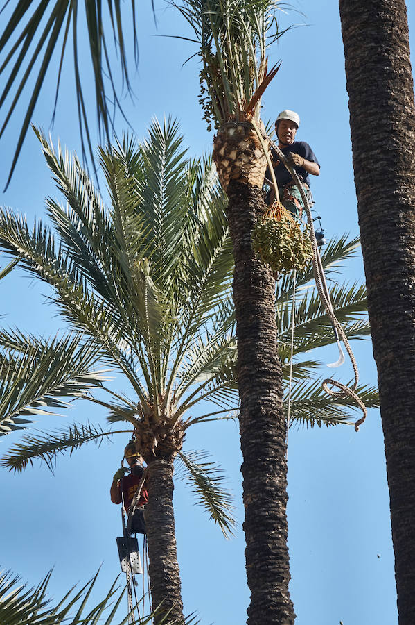 Limpieza en el palmeral de Orihuela