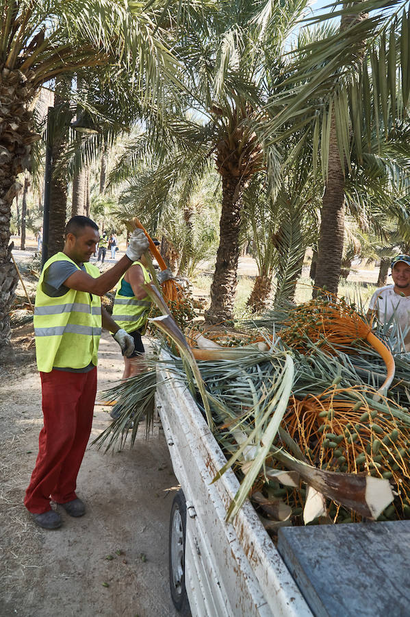 Limpieza en el palmeral de Orihuela