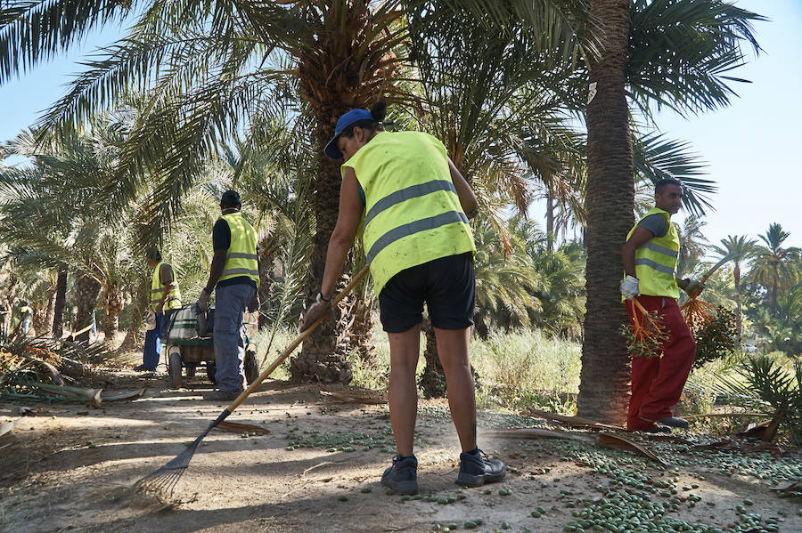 Limpieza en el palmeral de Orihuela