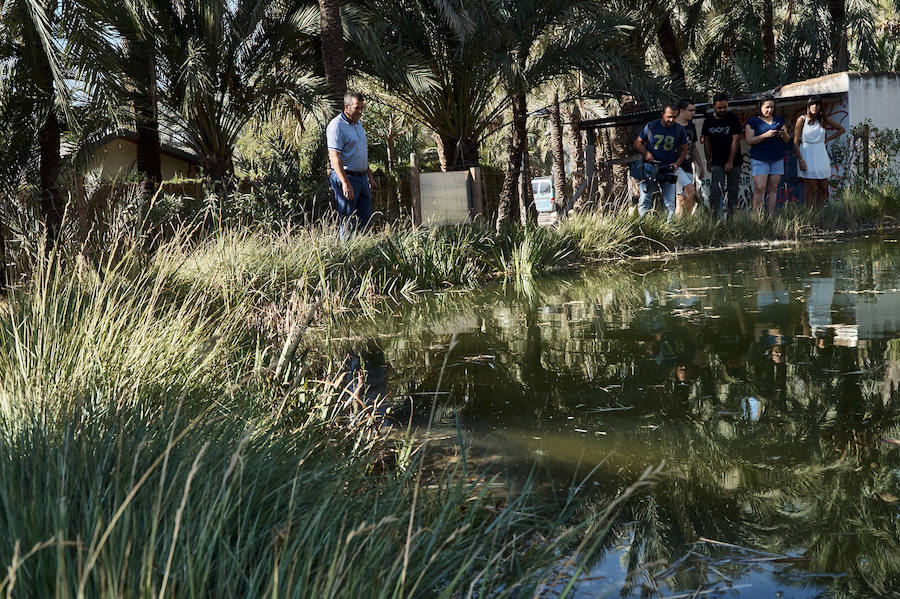 Limpieza en el palmeral de Orihuela