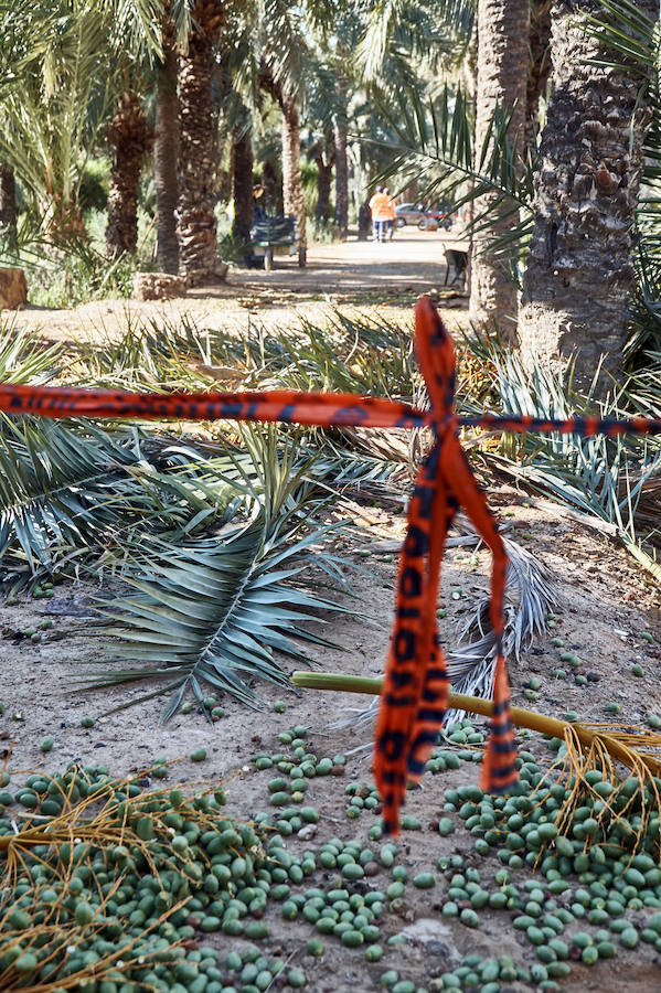 Limpieza en el palmeral de Orihuela