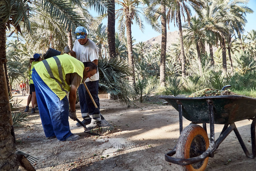 Limpieza en el palmeral de Orihuela