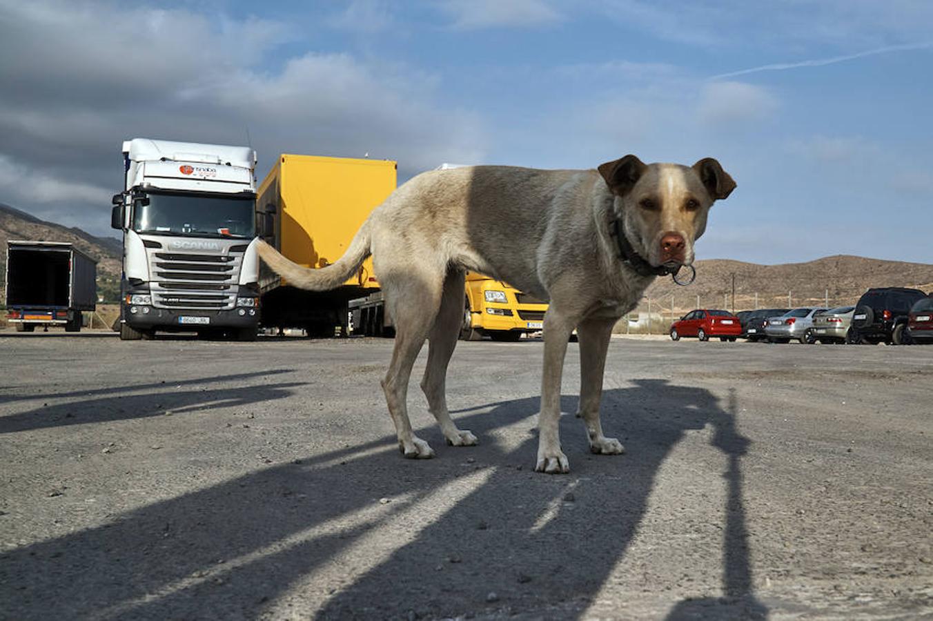 Denuncian el robo de camiones por bandas organizadas en la Vega Baja