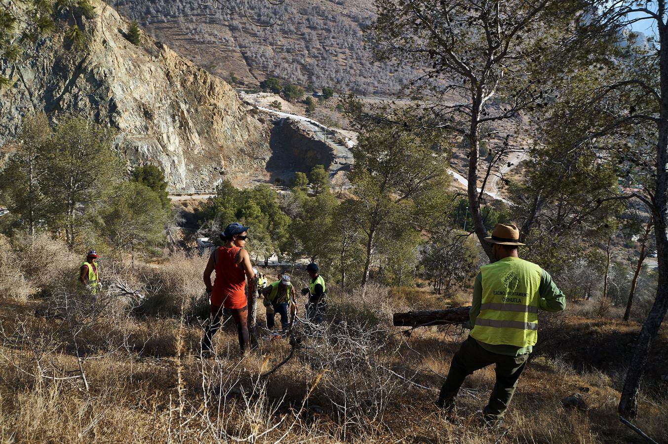 Medio Ambiente talará más de un millar de pinos en San Miguel