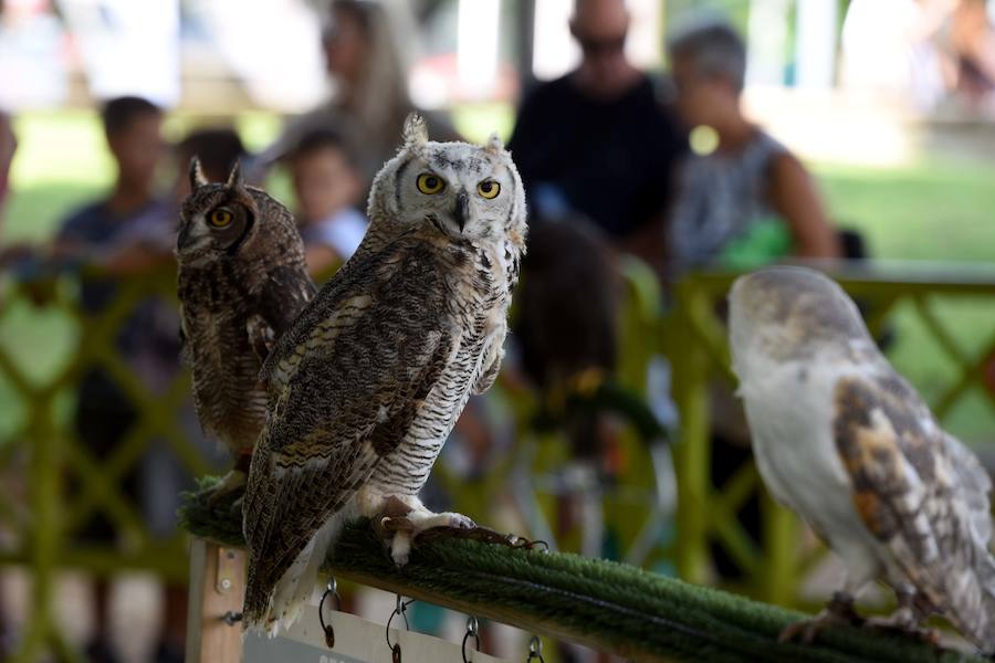 Los animales se apuntan a la Feria