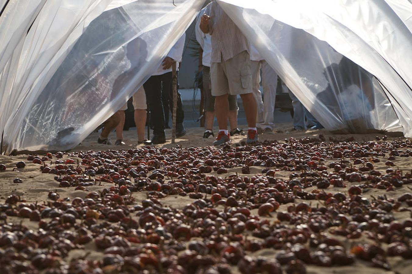 Cocineros de la provincia impulsan la denominación de origen de la ñora