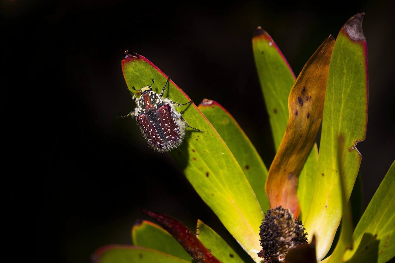 Vida tras el incendio