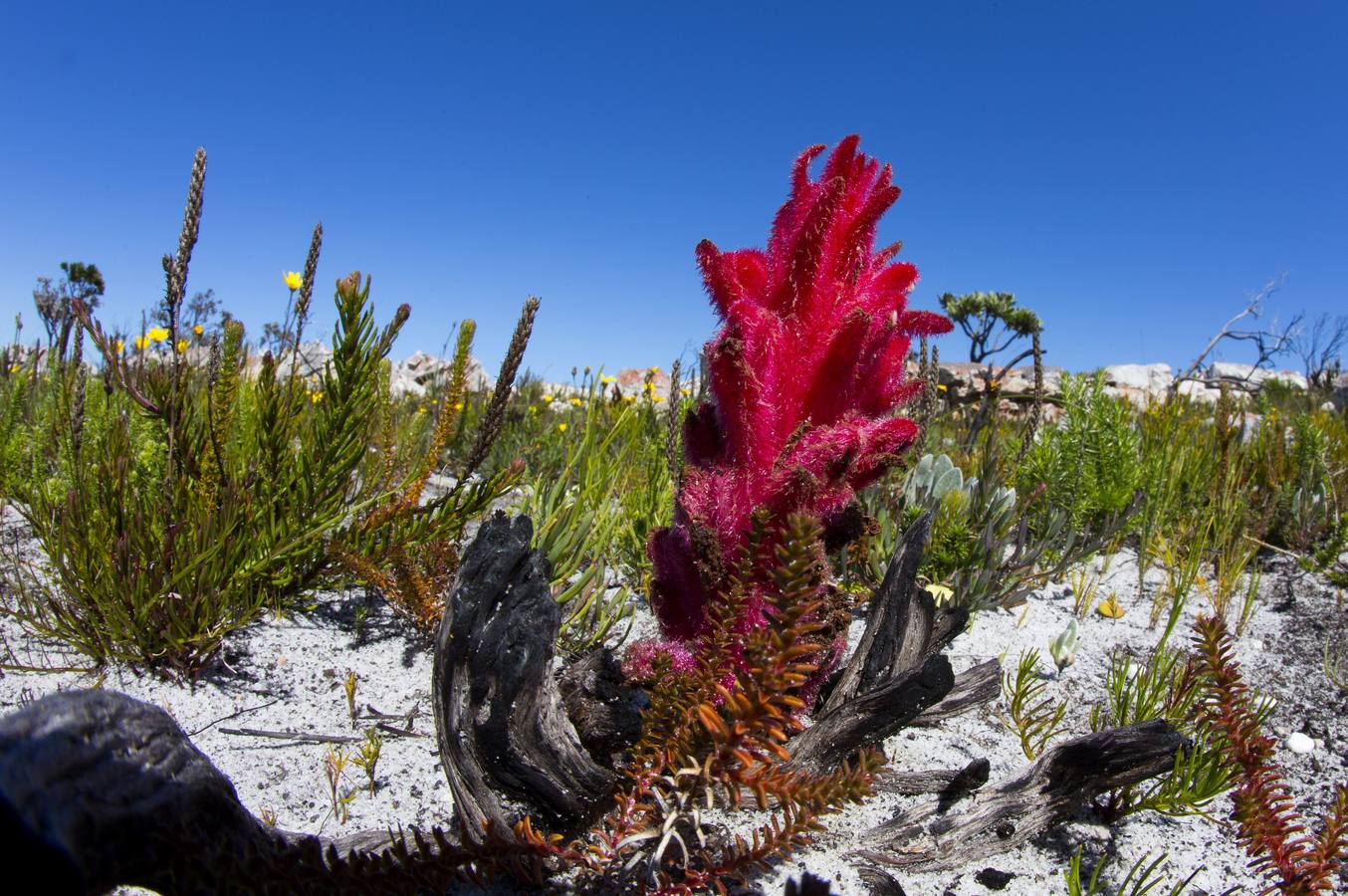 Vida tras el incendio