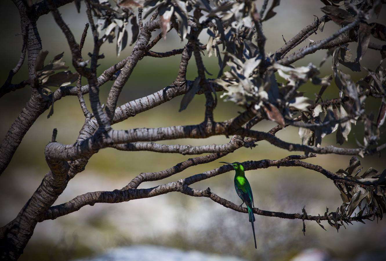 Vida tras el incendio