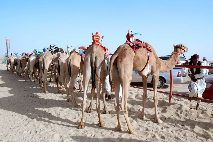 Carreras de camellos sin jinetes menores