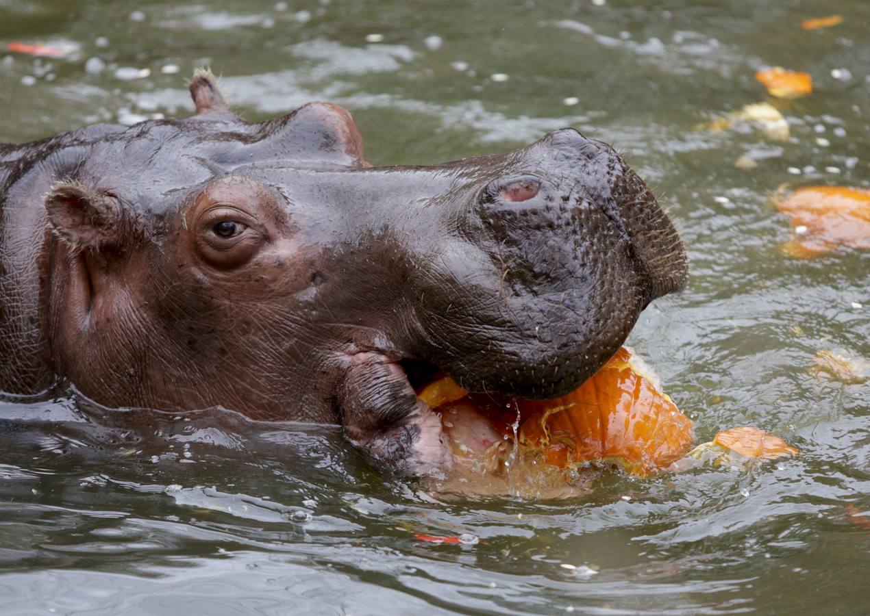 Disfrutando de Halloween como un animal