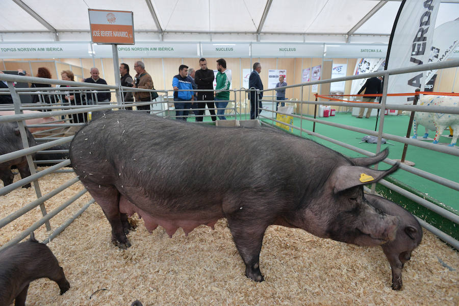 Arte de pata negra en &#039;Iberian Pork Parade&#039;