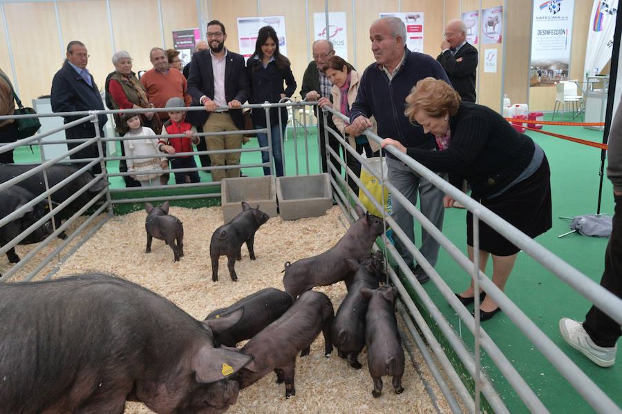 Arte de pata negra en &#039;Iberian Pork Parade&#039;