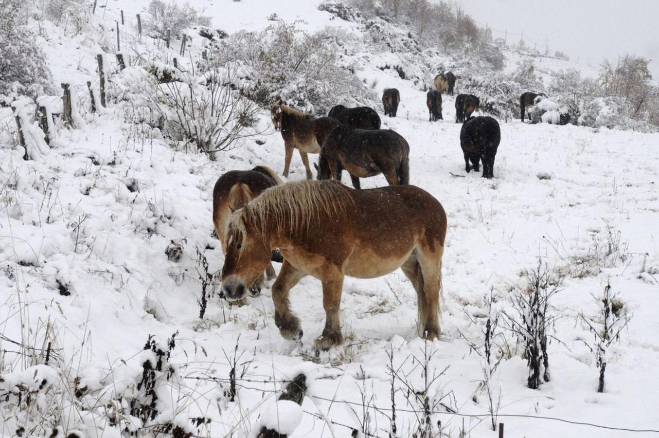 Primeras nieves