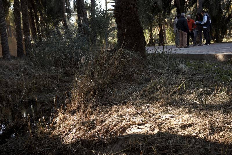 La Asociación Palmeral Vivo se presta a limpiar a mano el Azarbe de Las Fuentes