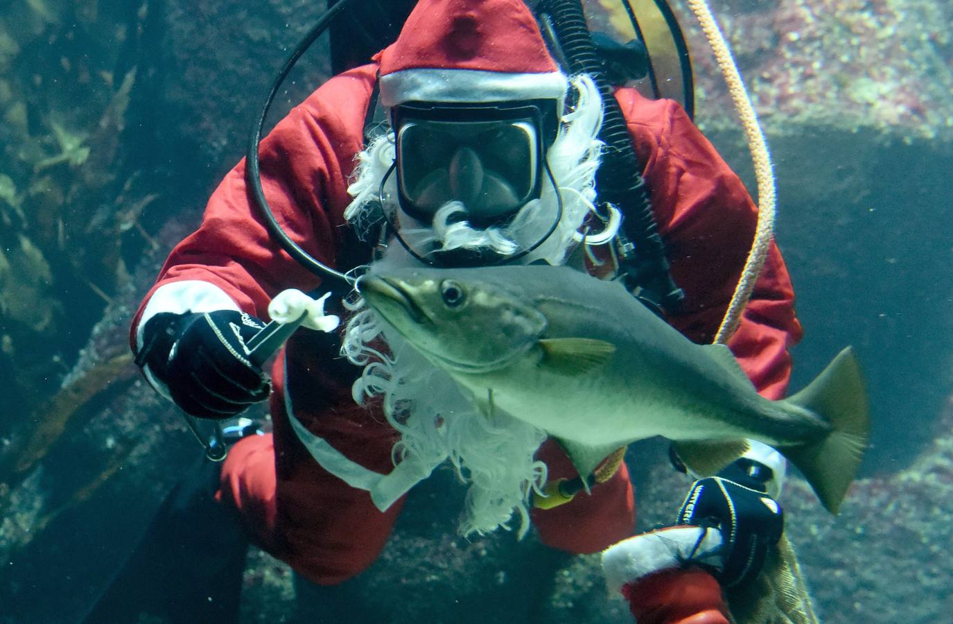 Un Papá Noel que da de comer a los peces