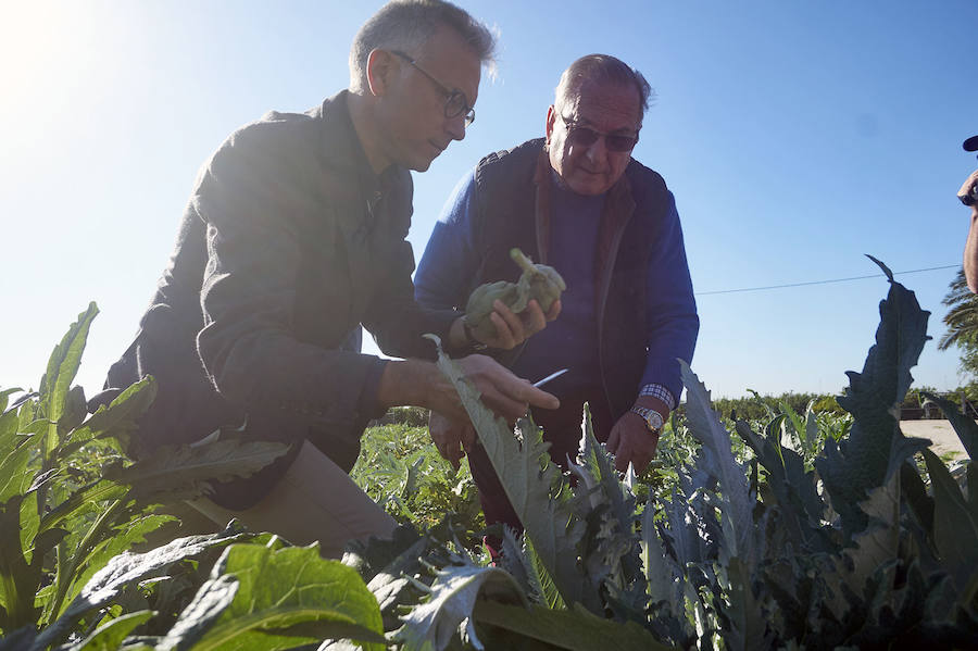 La estabilidad del precio de la alcachofa favorece su cultivo