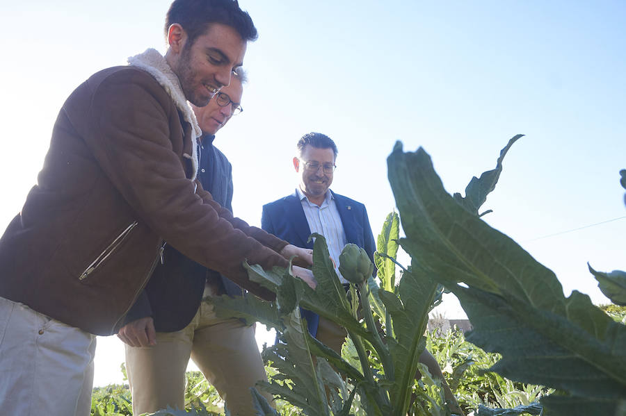 La estabilidad del precio de la alcachofa favorece su cultivo