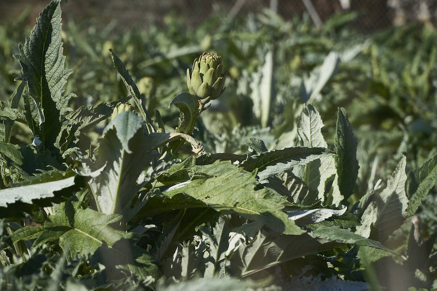 La estabilidad del precio de la alcachofa favorece su cultivo