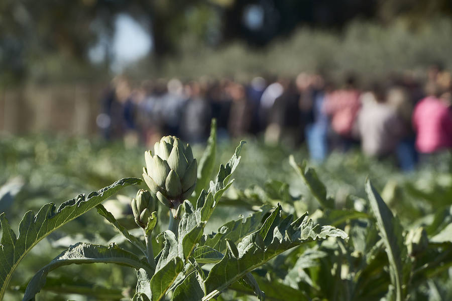 La estabilidad del precio de la alcachofa favorece su cultivo