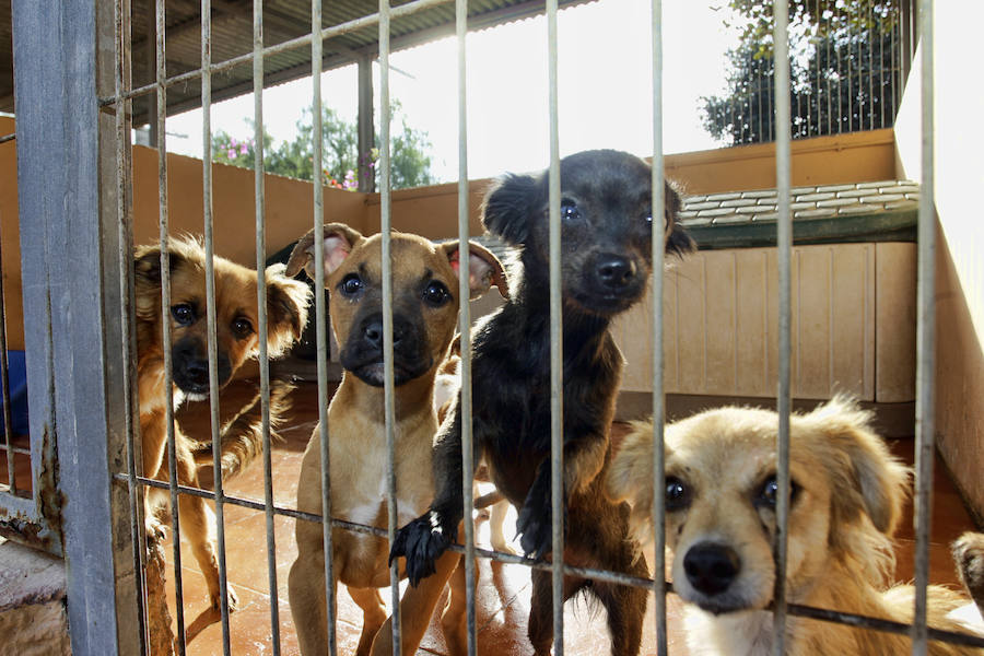 Protesta animalista en la Protectora de Bacarot
