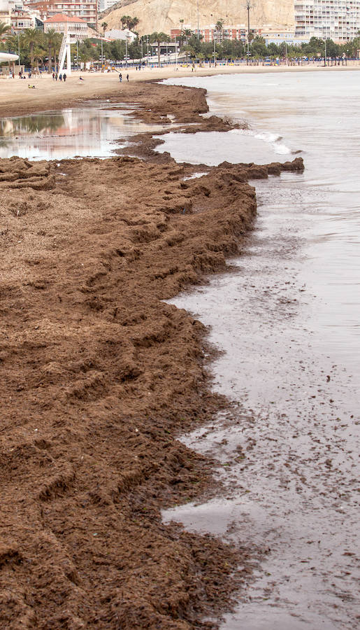 Las playas siguen llenas de algas dos semanas después del temporal