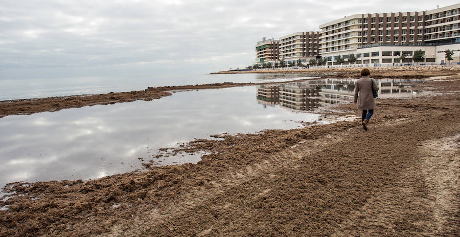 Las playas siguen llenas de algas dos semanas después del temporal