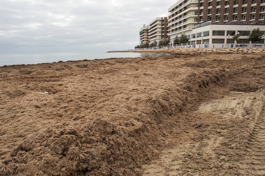 Las playas siguen llenas de algas dos semanas después del temporal