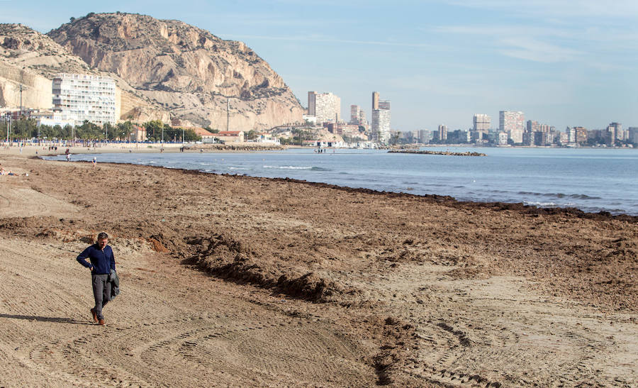 Las playas siguen llenas de algas dos semanas después del temporal