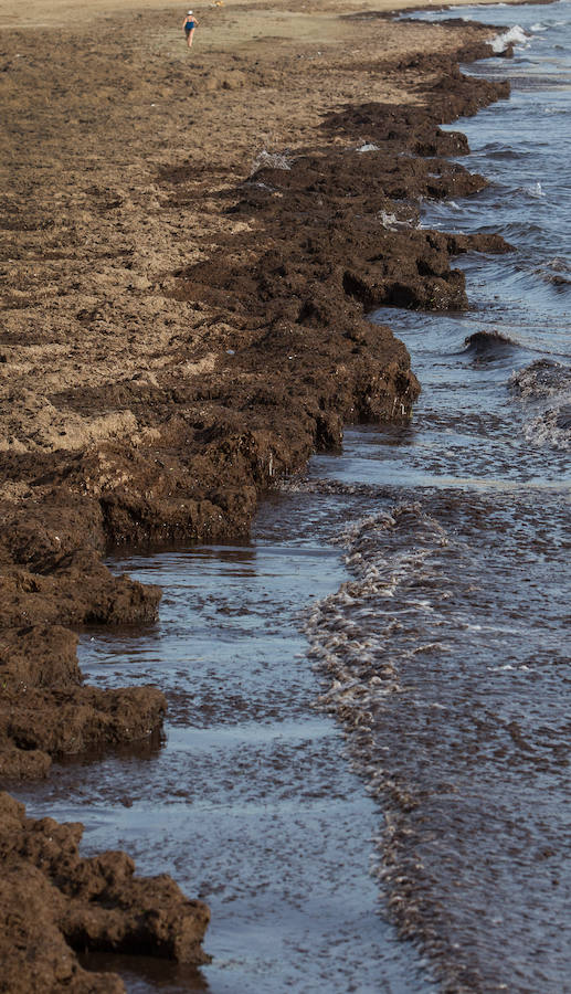 Las playas siguen llenas de algas dos semanas después del temporal