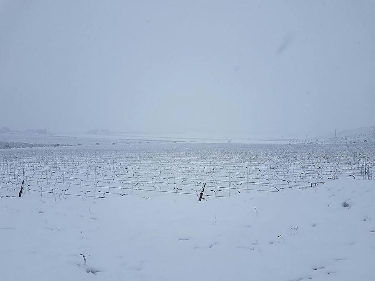 Un parral en la sierra de El Carche.