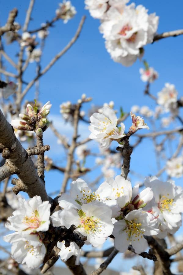 El oeste reverdece con agua y frío