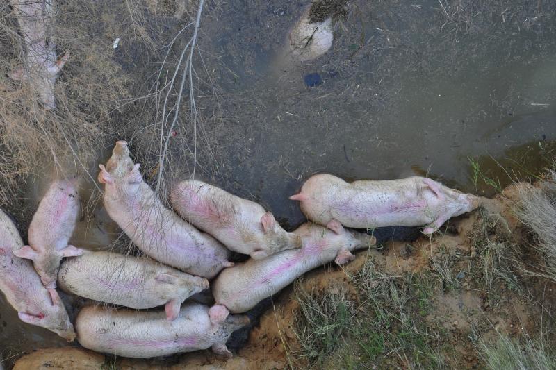 Fallece un camionero al precipitarse por un barranco en Pliego