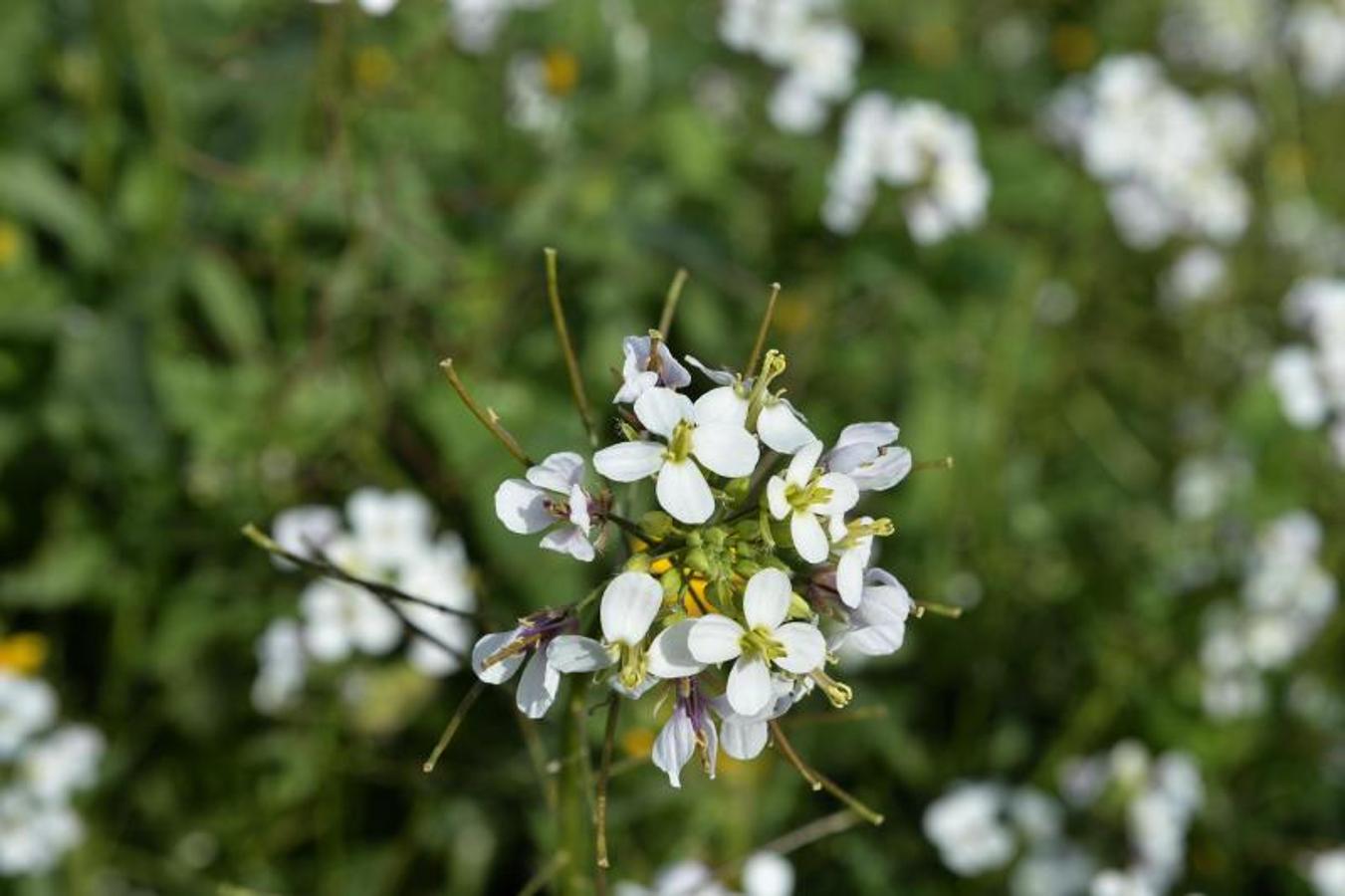 Por el &#039;pueblo de las brujas&#039;