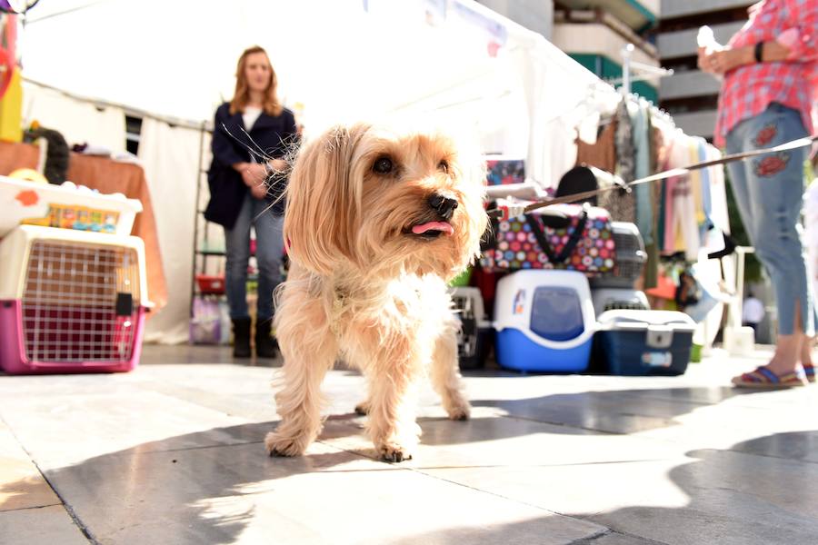 Levanta la persiana el Mercadillo de las Pulgas