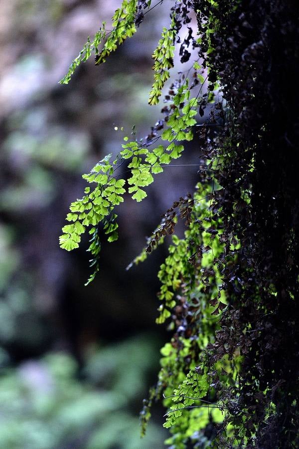 En las playas tropicales de Espuña