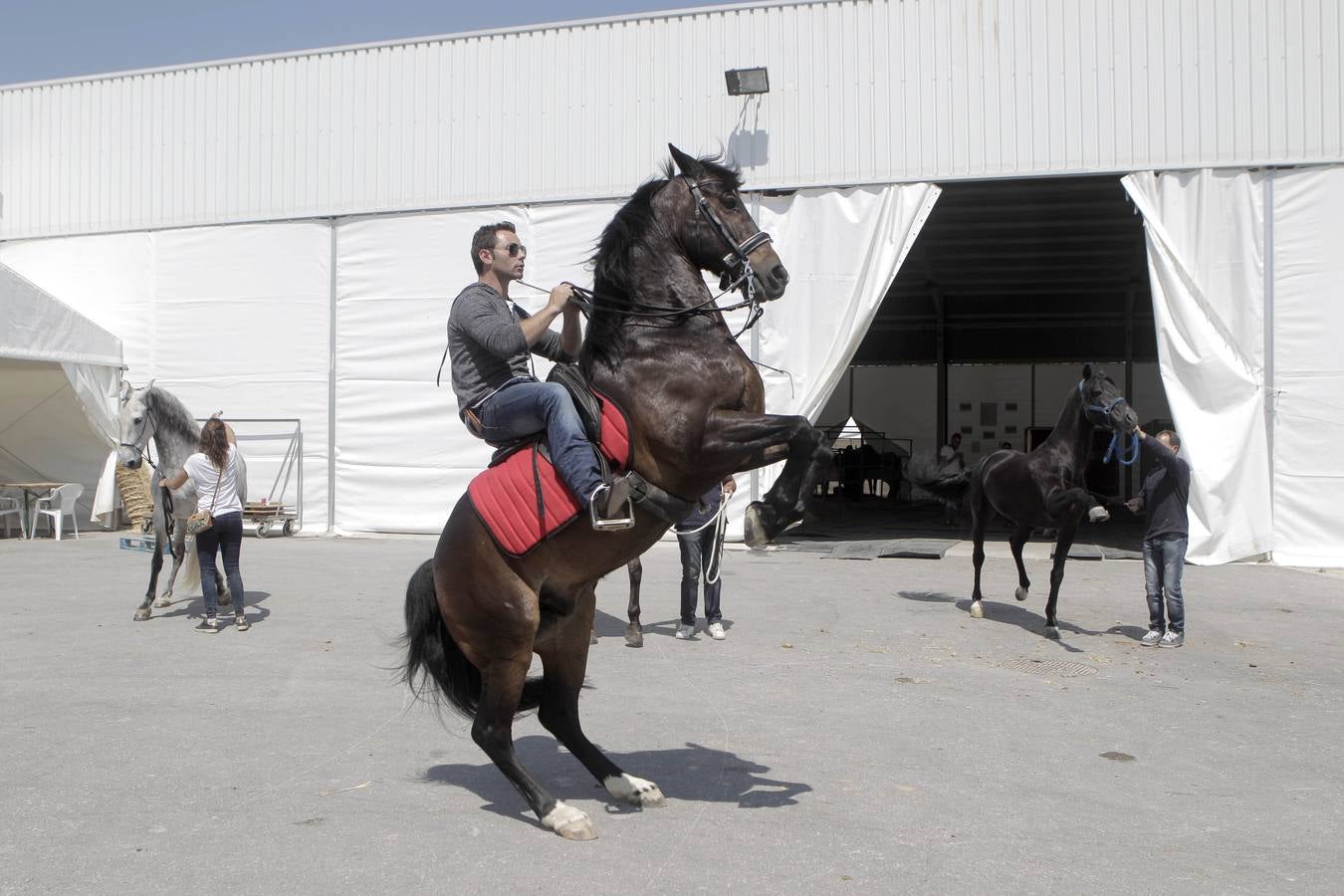 Jinetes y caballos se preparan para Jueves Santo