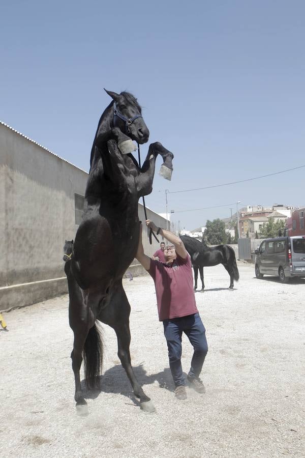 Jinetes y caballos se preparan para Jueves Santo