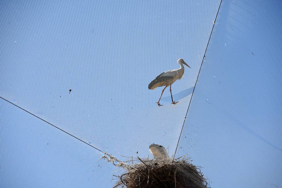 Enfocando la naturaleza más salvaje