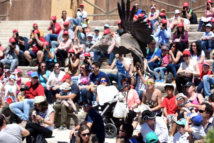 Enfocando la naturaleza más salvaje