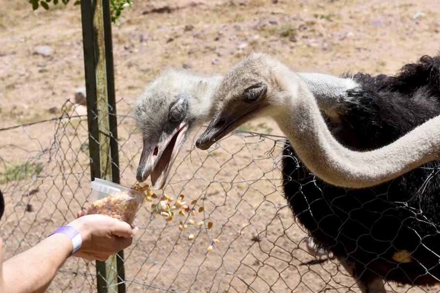 Enfocando la naturaleza más salvaje