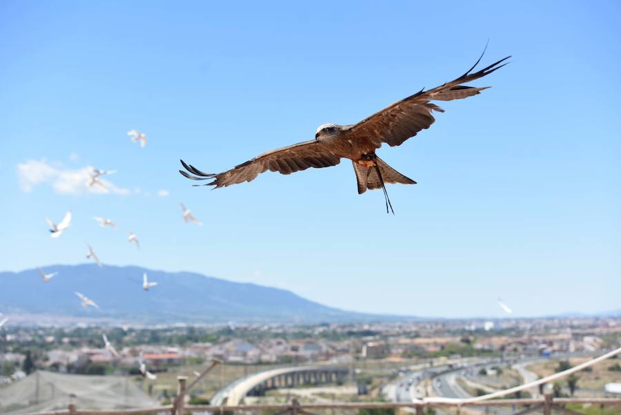 Enfocando la naturaleza más salvaje